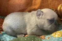 Shiloh, a female French Bulldog for sale in Coleman, OK – Photo 4 of 5