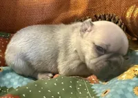 Shiloh, a female French Bulldog for sale in Coleman, OK – Photo 5 of 5