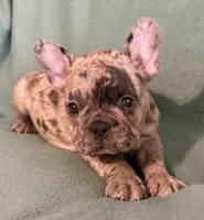 Bruno, a male French Bulldog for sale in Coleman, OK – 9 of 9