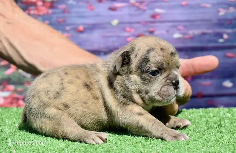 Beyoncé  – French Bulldog puppy for sale in Coleman, OK
