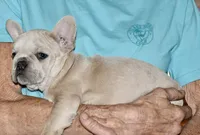 Juliet (lilac), a female French Bulldog for sale in Coleman, OK – 8 of 9