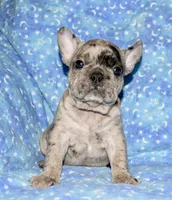 Bruno, a male French Bulldog for sale in Coleman, OK – 3 of 9