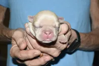 Leanardo, a male French Bulldog for sale in Coleman, OK – 4 of 4