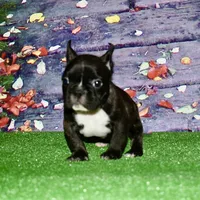 Chester, a male French Bulldog for sale in Coleman, OK – Photo 5 of 9