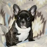 Chester, a male French Bulldog for sale in Coleman, OK – Photo 1 of 9