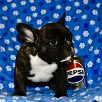 Chester, a male French Bulldog for sale in Coleman, OK – Photo 7 of 9