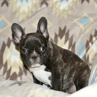 Chester, a male French Bulldog for sale in Coleman, OK – Photo 4 of 9