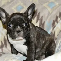 Chester, a male French Bulldog for sale in Coleman, OK – Photo 9 of 9