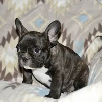 Chester, a male French Bulldog for sale in Coleman, OK – Photo 2 of 9