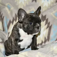 Chester, a male French Bulldog for sale in Coleman, OK – Photo 3 of 9