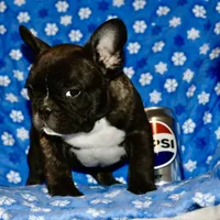 Chester, a male French Bulldog for sale in Coleman, OK – Photo 6 of 9