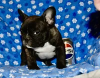 processed/3a7ac16e-f46b-425a-ab13-81927e7362c7/listing/da44b1f3-2bc4-4296-9de5-542882944139/d1bdace9-9722-479f-8540-f1f3331973b2