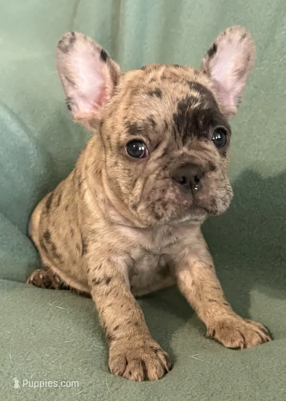Bruno – French Bulldog puppy for sale in Coleman, OK
