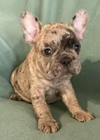 Bruno, a male French Bulldog for sale in Coleman, OK – 1 of 9