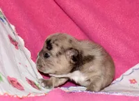 Beyoncé , a female French Bulldog for sale in Coleman, OK – 6 of 10
