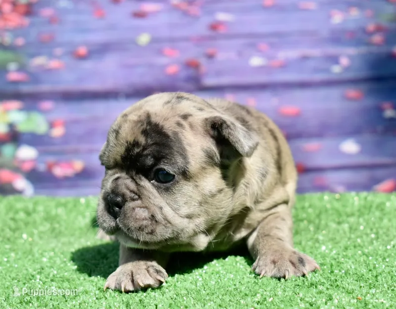 Bruno – French Bulldog puppy for sale in Coleman, OK