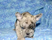 Bruno, a male French Bulldog for sale in Coleman, OK – 5 of 9
