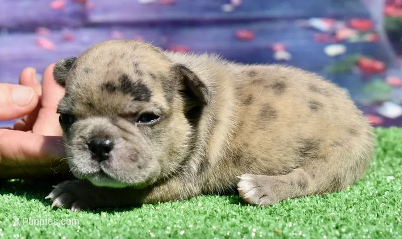 Beyoncé  – French Bulldog puppy for sale in Coleman, OK