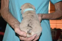 Leo, a male French Bulldog for sale in Coleman, OK – 1 of 4