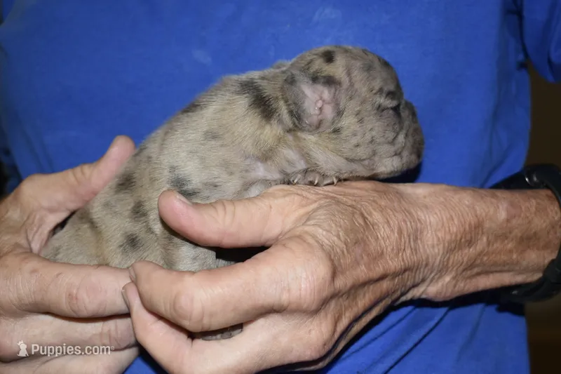 Bruno – French Bulldog puppy for sale in Coleman, OK