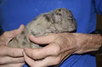 Bruno, a male French Bulldog for sale in Coleman, OK – 6 of 6