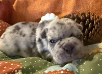 Saige, a female French Bulldog for sale in Coleman, OK – Photo 4 of 6