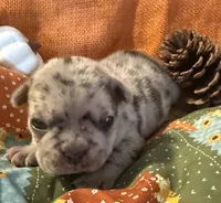 Saige, a female French Bulldog for sale in Coleman, OK – Photo 5 of 6