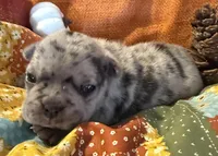 Saige, a female French Bulldog for sale in Coleman, OK – Photo 3 of 6