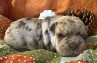 Saige, a female French Bulldog for sale in Coleman, OK – Photo 6 of 6