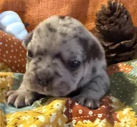 Saige, a female French Bulldog for sale in Coleman, OK – Photo 1 of 6