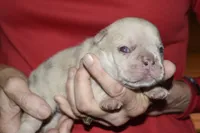 Liam, a male French Bulldog for sale in Coleman, OK – 2 of 2
