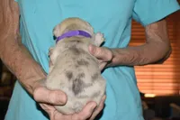 Louie, a male French Bulldog for sale in Coleman, OK – 2 of 4