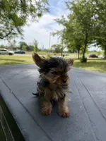 Diamond, a male Yorkshire Terrier for sale in Chicago, IL – 10 of 10