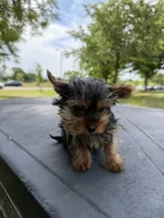 Diamond, a male Yorkshire Terrier for sale in Chicago, IL – 2 of 10