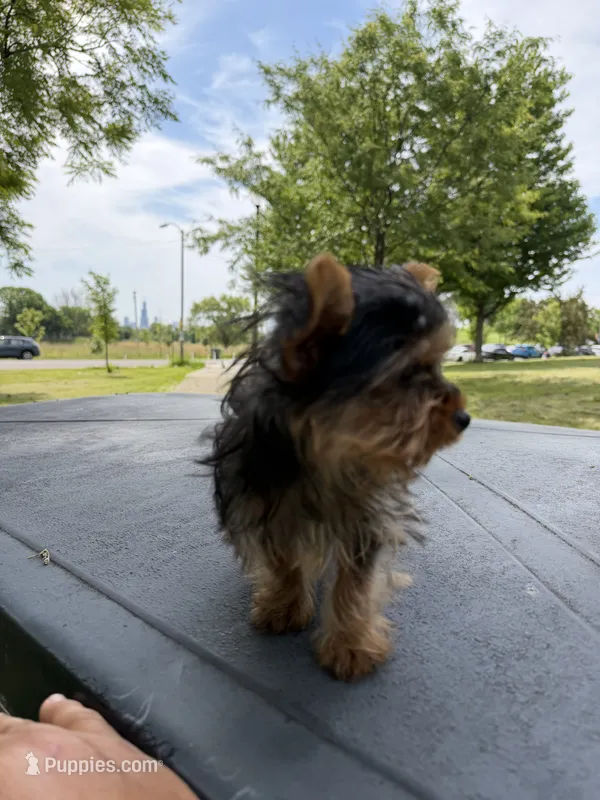 Diamond – Yorkshire Terrier puppy for sale in Chicago, IL