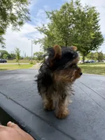 Diamond, a male Yorkshire Terrier for sale in Chicago, IL – 7 of 10