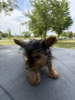 Diamond, a male Yorkshire Terrier for sale in Chicago, IL – 5 of 10