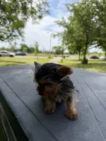 Diamond, a male Yorkshire Terrier for sale in Chicago, IL – 3 of 10