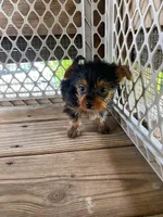 Diamond, a male Yorkshire Terrier for sale in Chicago, IL – 4 of 10