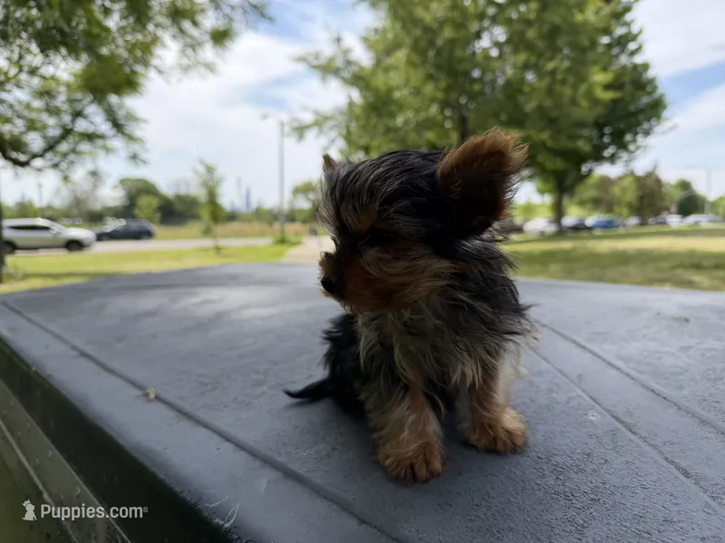 Diamond – Yorkshire Terrier puppy for sale in Chicago, IL