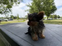 Diamond, a male Yorkshire Terrier for sale in Chicago, IL – 1 of 10