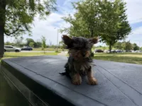 Diamond, a male Yorkshire Terrier for sale in Chicago, IL – 9 of 10