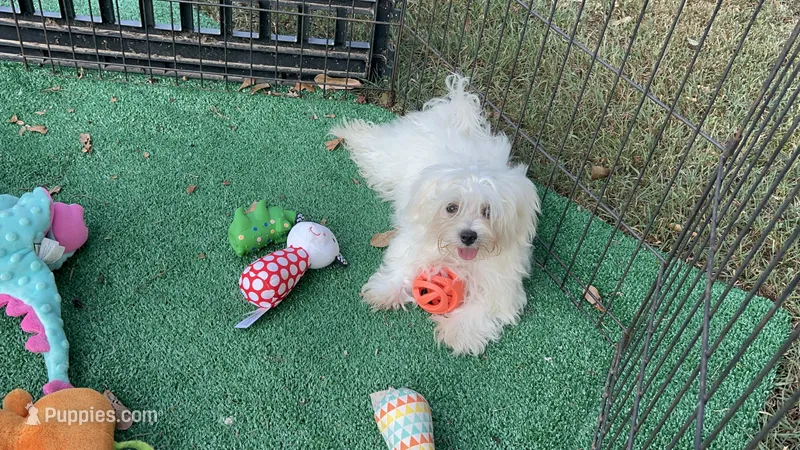 AKC jacks  – Maltese puppy for sale in Yanush, OK