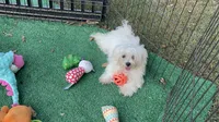 AKC jacks , a male Maltese for sale in Yanush, OK – 1 of 7