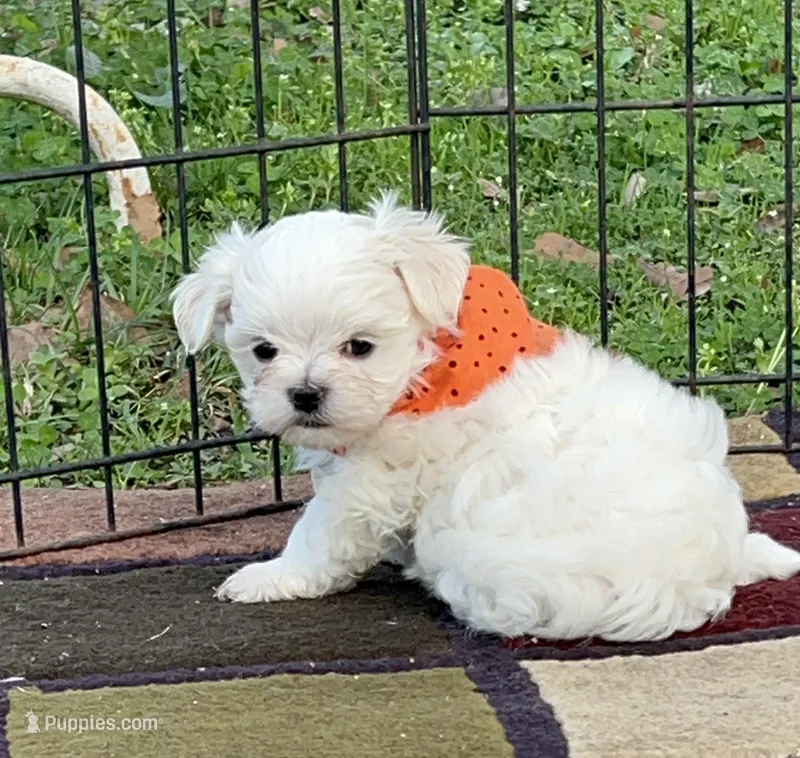 AKC Korean boy sam  – Maltese puppy for sale in Yanush, OK