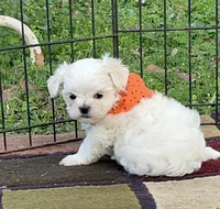 AKC Korean boy sam , a male Maltese for sale in Yanush, OK – Photo 1 of 6
