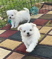 AKC Korean boy sam , a male Maltese for sale in Yanush, OK – Photo 5 of 6