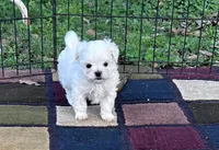 AKC Korean boy sam , a male Maltese for sale in Yanush, OK – Photo 3 of 6