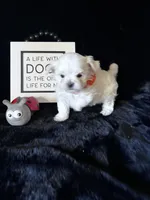 AKC Korean boy sam , a male Maltese for sale in Yanush, OK – Photo 6 of 6
