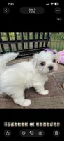 AKC Korean Southern Bell , a female Maltese for sale in Yanush, OK – 3 of 5